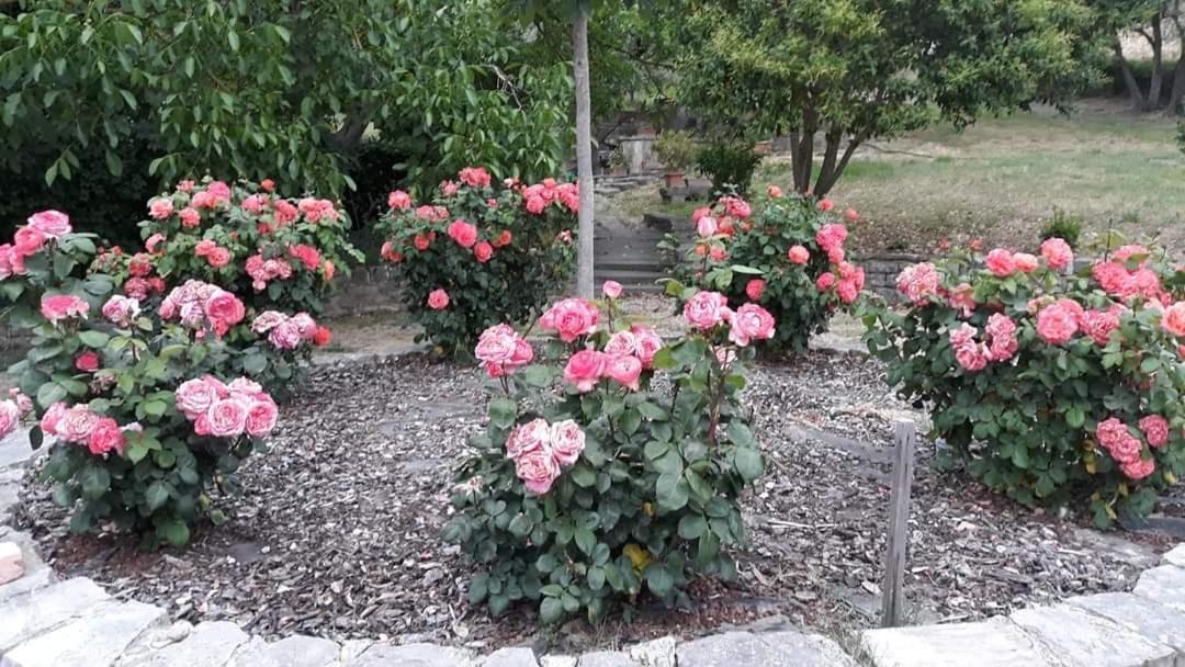 Agriturismo Camera Rosa Todi Eksteriør bilde
